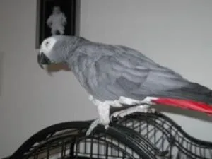 Congo African Grey