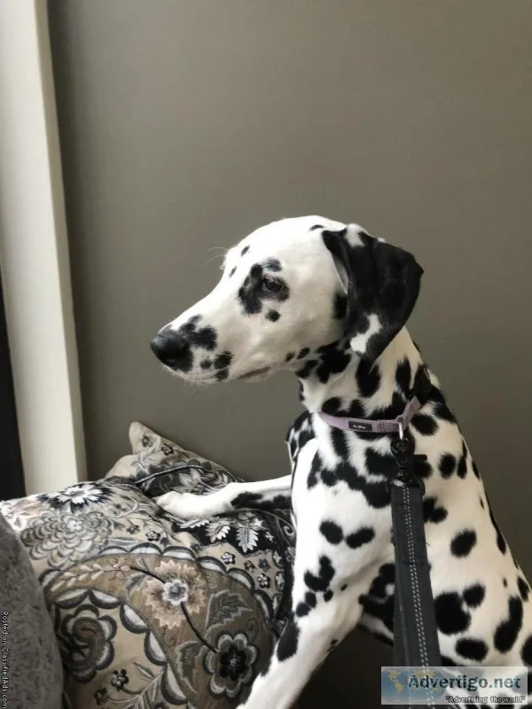 5 month old male Dalmatian