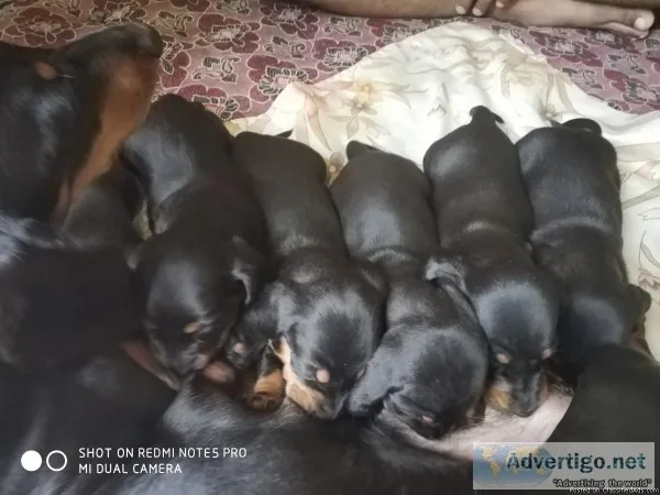 Dachshund puppies for sale in Hadapsar Pune