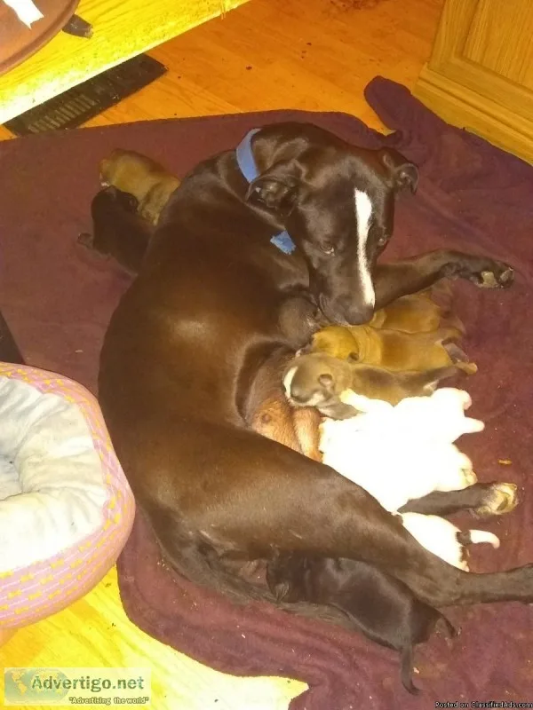 Pitt Bull mix
