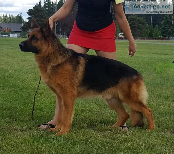 German Shepherd stud