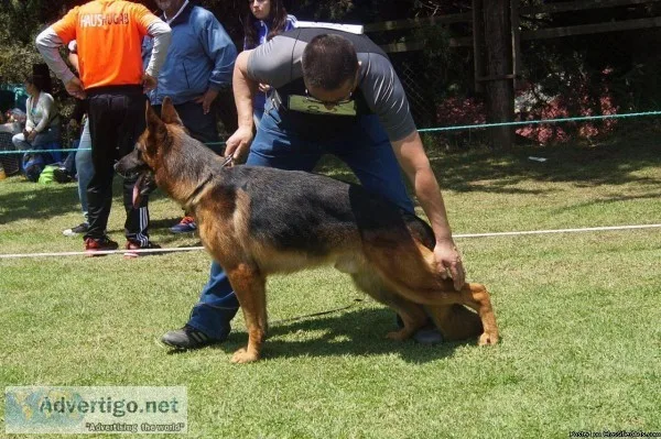 AKC German Shepherd Puppies