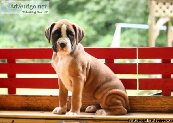 Boxer puppies.