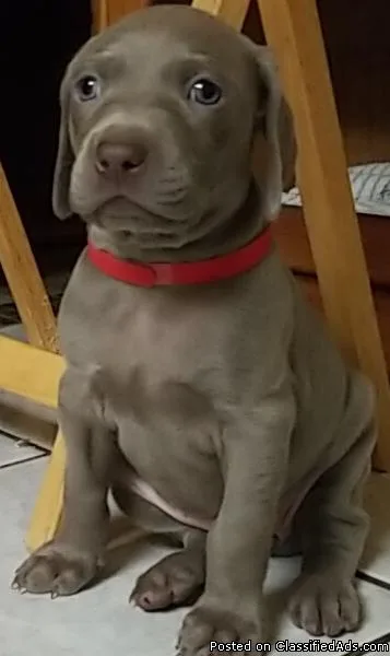 Weimaraner puppies