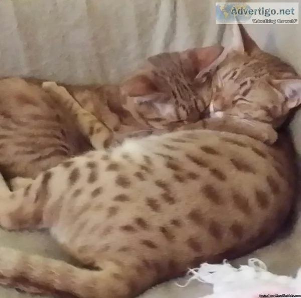 2 beautiful sister ocicats 7 yrs old