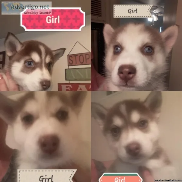 Siberian husky puppies
