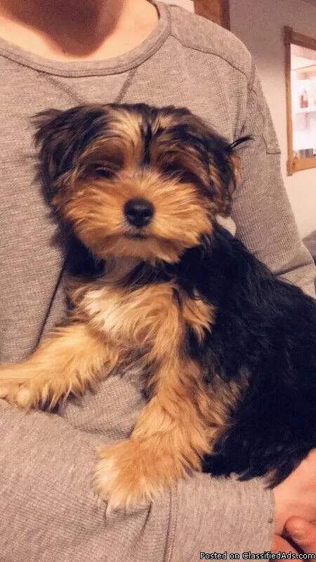 Yorkie puppies for sale