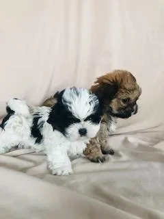 Maltipoo Puppies