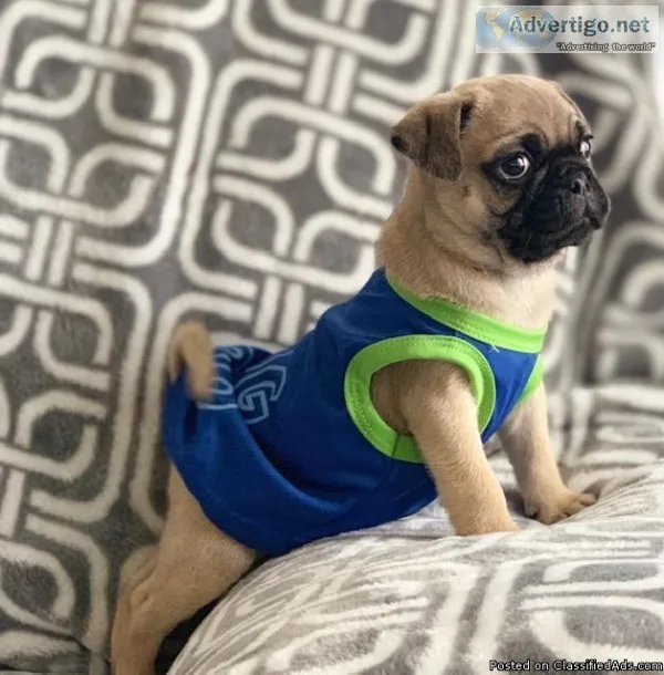 Adorable Pug Puppies