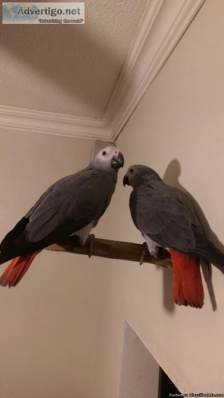 Talking Congo African Grey Parrots.