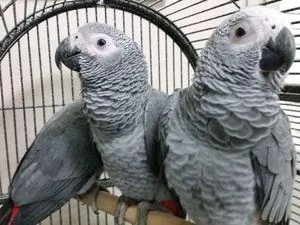 Breeding Pair Of African Grey Parrots