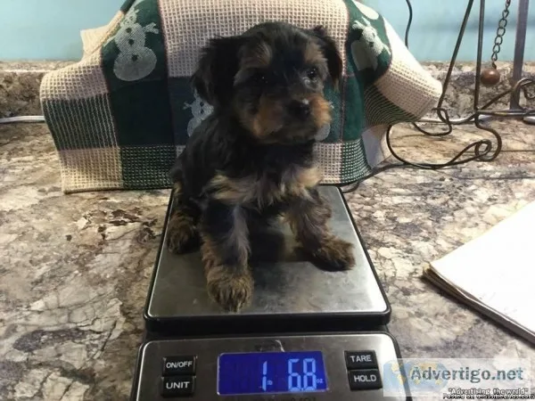 Sweetplayful Yorkie puppies 11-12 week old %100PURE.
