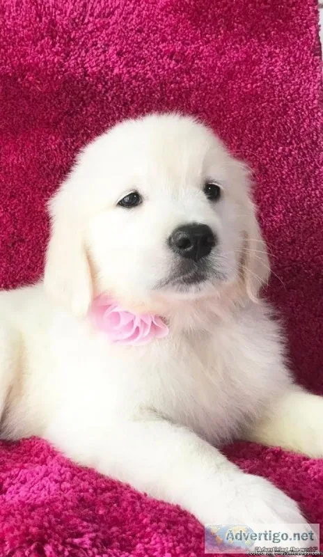 English Cream Golden Retriever Puppies