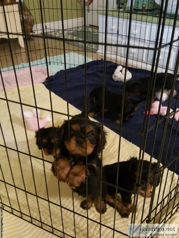 Cavalier King Charles Spaniel