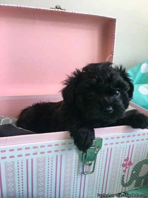 Yorkiepoo (Yorkie Poodle) puppies