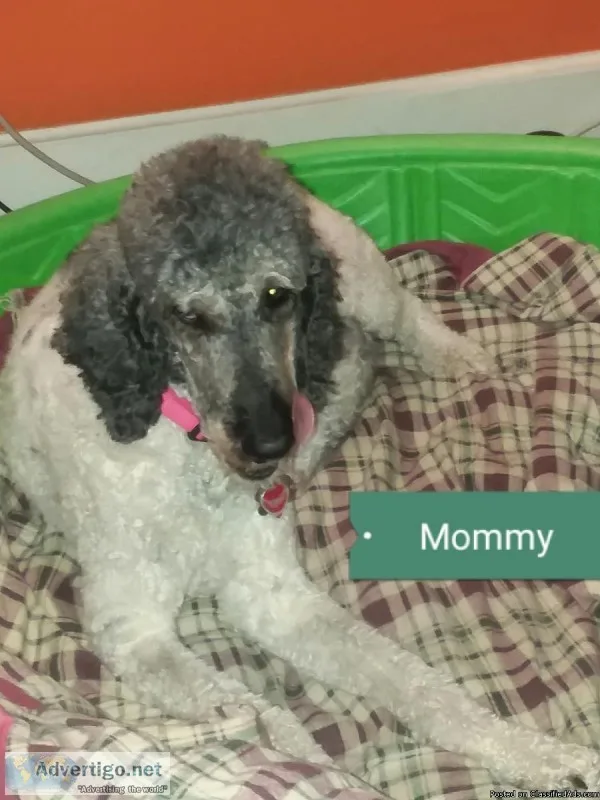 Female AKC REGISTERED STANDARD POODLES