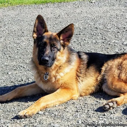 german shepherd 9month male