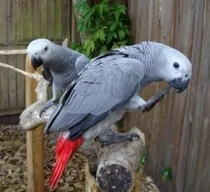 African Grey parrot