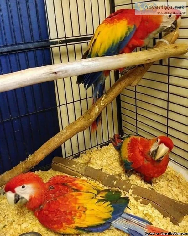 Adorable male and female Scarlet Macaw Parrots for Adoption