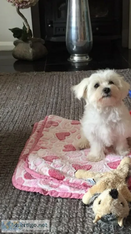 Stunning litter of Maltese Puppies