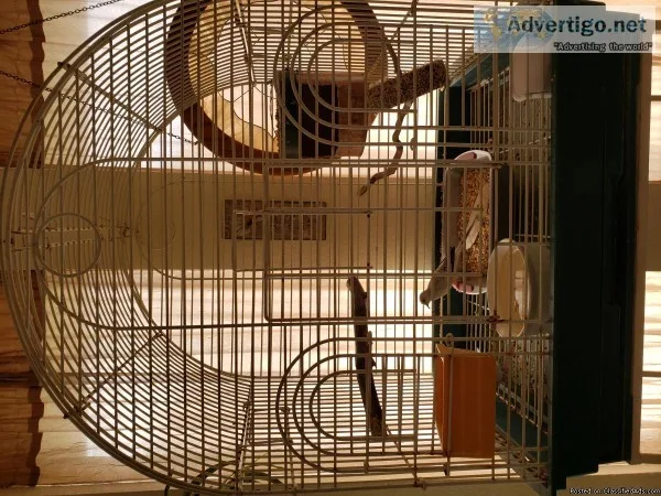Diamond Doves