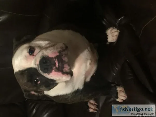 2 yrs old Victorian bulldog