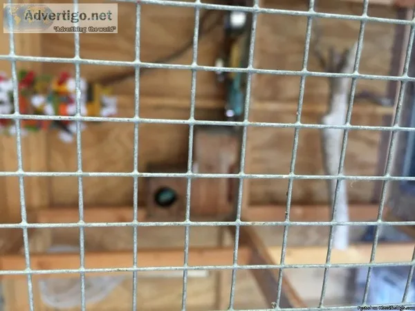 Indian ringnecks right from clutch