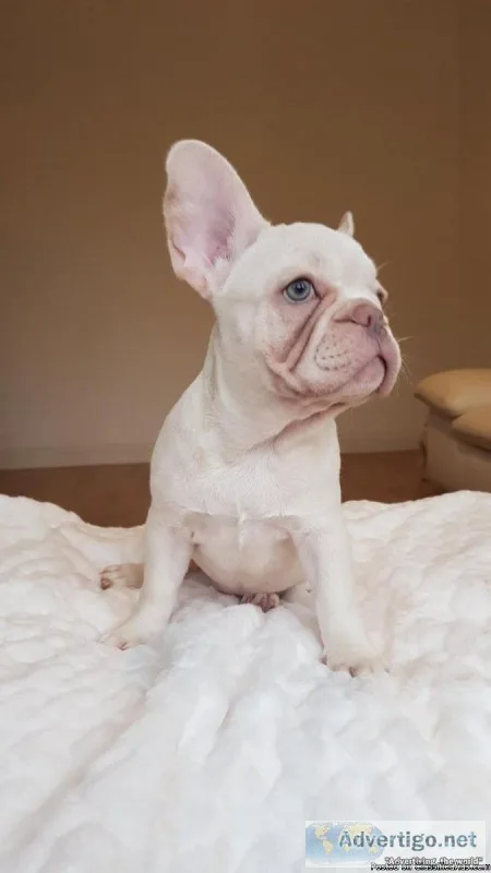 French Bulldog Puppies for adoption