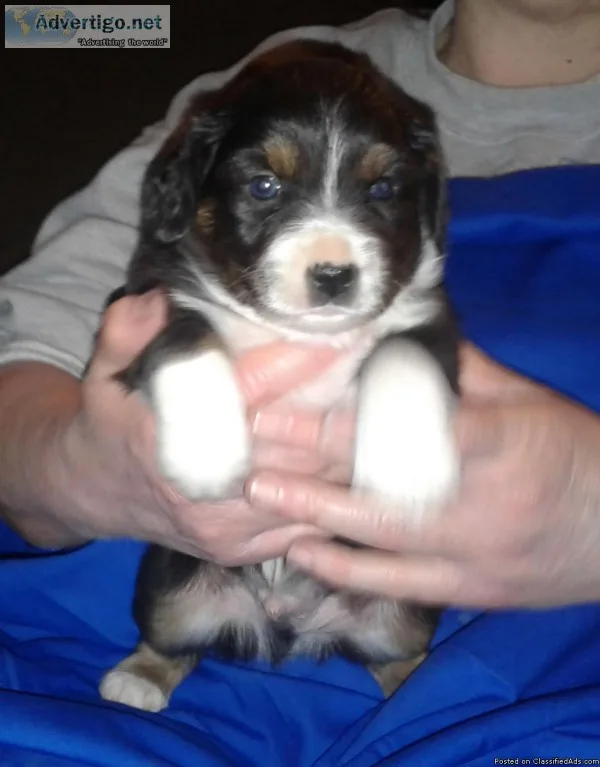 Purebred Miniature Australian Shepherd Puppies
