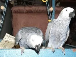The most Intelligent and Talkative Pet Bird