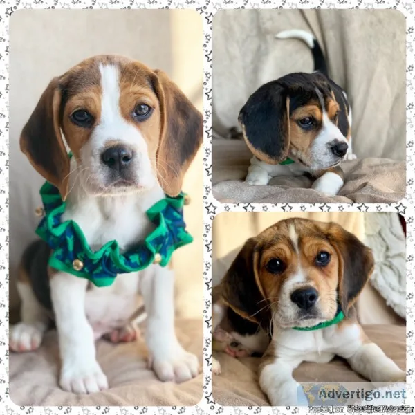 Adorable Tri Color Beagles