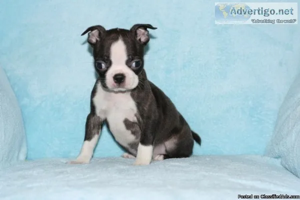Top Quality Boston Terrier Puppies