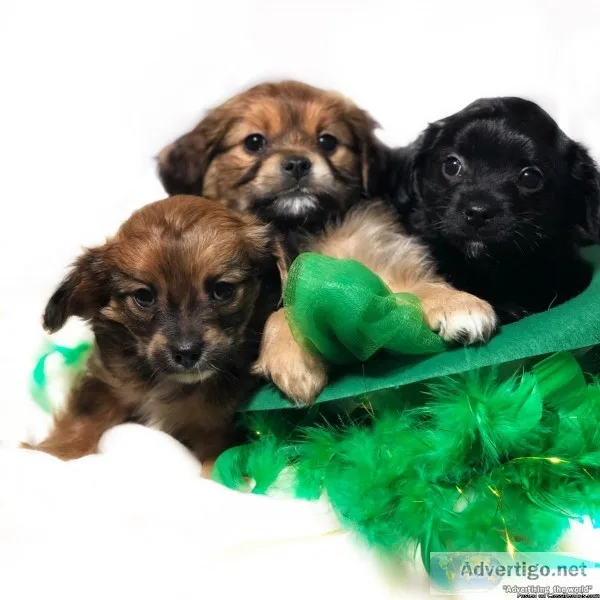 Pom cavapoo puppies