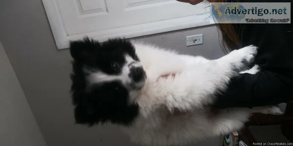 Pomeranian puppies