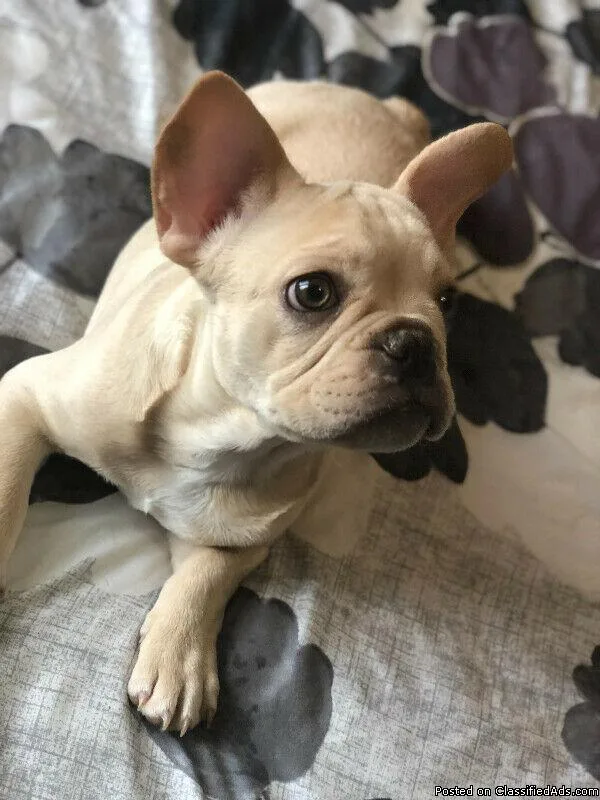 French Bulldog puppies