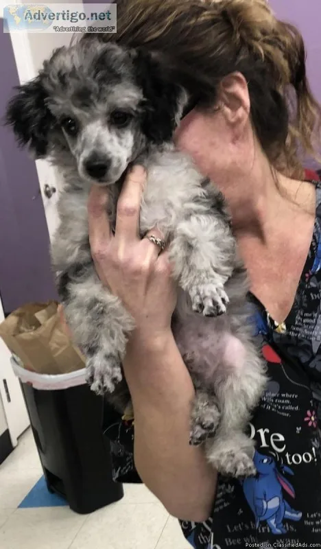 Toy poodle