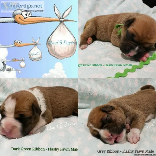AKC Boxer Puppies