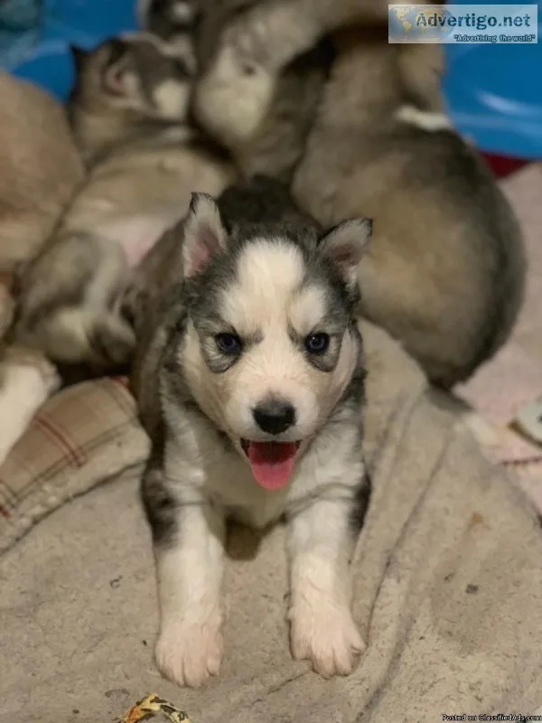 Purebred siberian husky pups