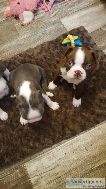 Reduced-akc Boston Terrier pups