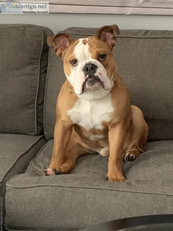 10 Month Old English Bulldog in need of a new home