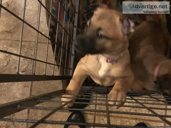 AKC Belgium Malinois