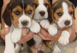 3 BEAUTIFUL TRI- COLOUR BEAGLE PUPPIES