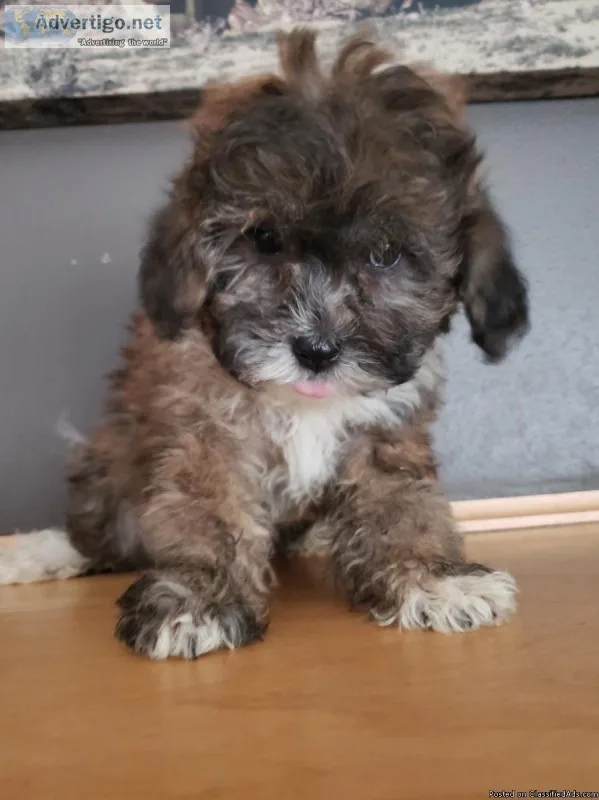 Adorable Shih-Poo Puppies