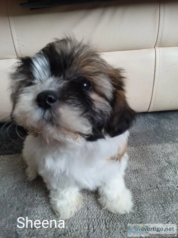 Teddybears and Shihtzu Puppies