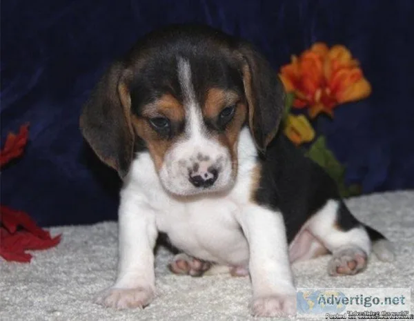 Boston terrierBeagle pups