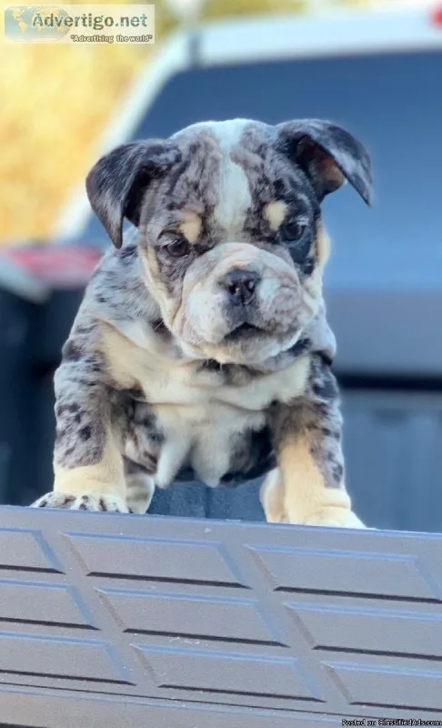 Tri Blue Merle English Bulldog