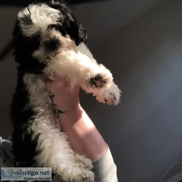 Shih-Poo (BOY)