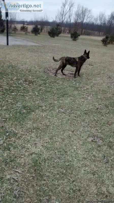 Male dutch Shepherd