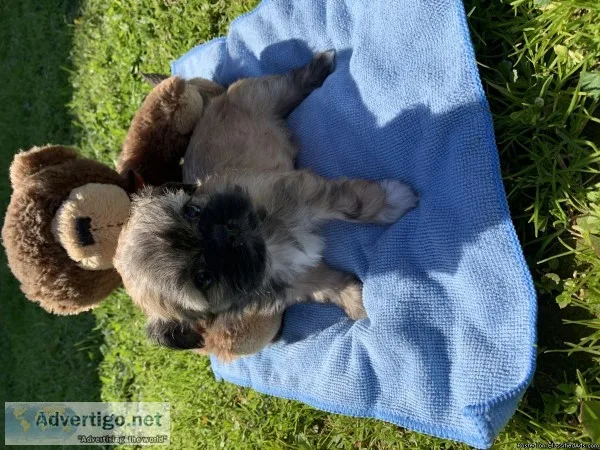Shih Tzu
