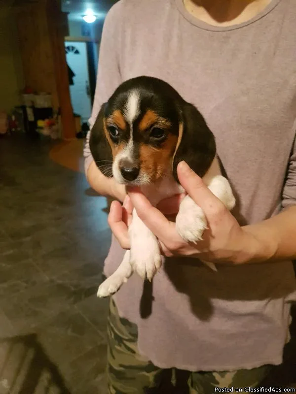 Beagle Dog